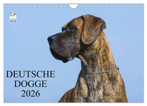 Deutsche Dogge 2026 Wandkalender - Monatskalender im DIN A4 Querformat mit 13 atemberaubenden Fotos der Deutschen Dogge. Perfekt für Hundefans und Liebhaber der Tierhaltung.