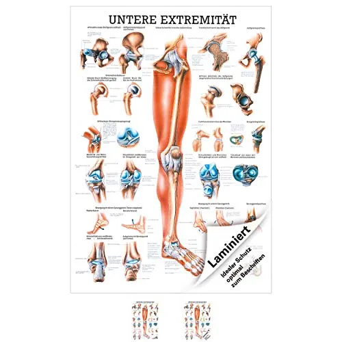 Sport-Tec Untere Extremität Mini-Poster Anatomie 34x24 cm medizinische Lehrmittel