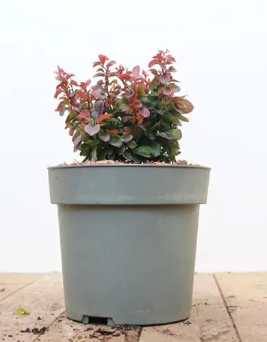 Berberis thunbergii 'Bagatelle' 15–20 cm – Winterhart, Mehrjährig, Pflegeleicht – Zwerg-Berberitze – Beet- & Kübelpflanze für Garten & Balkon