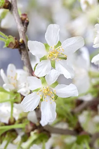 Prunus incisa 'Kojou-no-mai' - Zierkirsche mit zartrosa Blüten - Obstsamen & -pflanzen: Winterharte Zierkirsche mit attraktiven Blüten, ideal für Kübel und kleine Gärten. Pflegeleicht und zieht Bienen an!