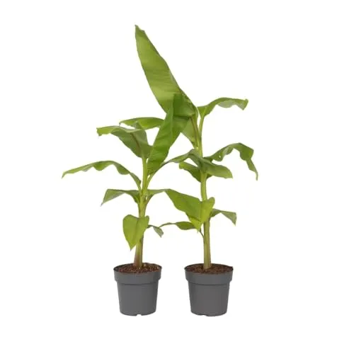 Plant in a Box - Bananenpflanze 2er Set - Musa Basjoo - Winterhart - Obstsamen & -pflanzen, winterhart mit einer Höhe von 55-70 cm, ideal für Kübel oder Terrasse und sorgt für exotisches Flair im Garten.