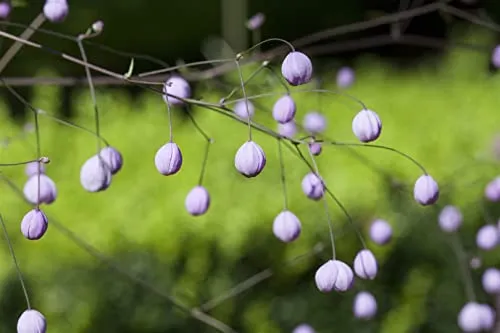 Thalictrum delavayi 9x9 cm Topf – Winterhart, Mehrjährig, Pflegeleicht – Wiesenraute – Staude für Beet & Rabatte