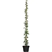 Produktbild Irischer Efeu Hedera Helix Hibernica 100–150 cm