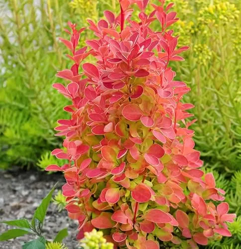 Beberitze Orange Tower 30-40cm