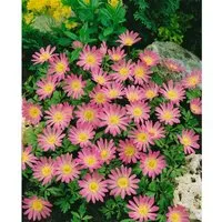 Anemone Blanda Pink Star Balkan Windröschen Ca. 9x9 cm Topf