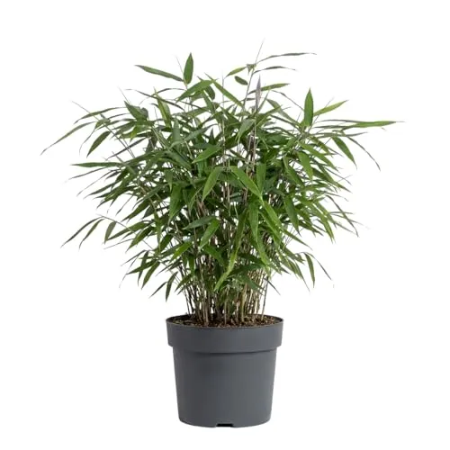 Produktbild Bloomique