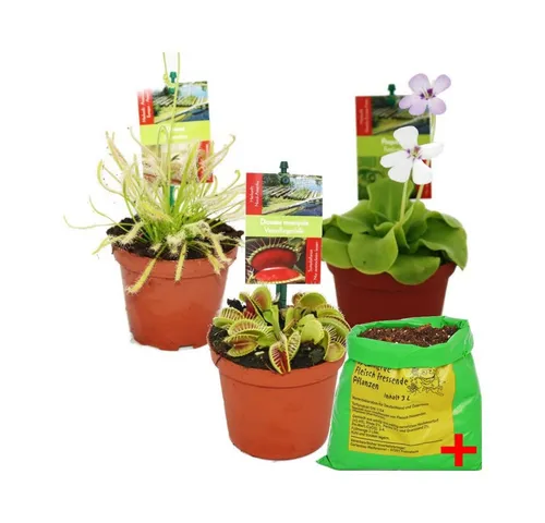 Exotenherz Zimmerpflanze Starter Set - Fleischfressende Pflanzen - Starter Set mit 3 beliebten fleischfressenden Pflanzen: Venusfliegenfalle, Sonnentau und Fettkraut. Inklusive 3 Liter Spezialerde für optimale Pflege und Wachstum.