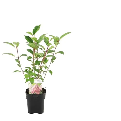 Rispenhortensie – Hydrangea panniculata Vanille Fraise – Blüte Weiß-Rosa – Laubabwerfend – Große Blüten – 17cm – Höhe ca. 50cm