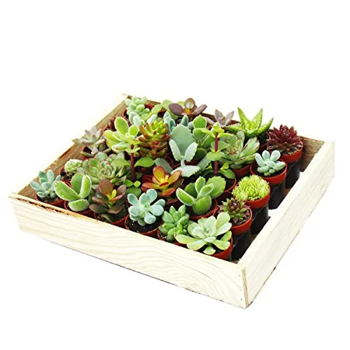 Exotenherz Mini-Kakteen und Sukkulenten Set - Set mit 20 Mini-Pflanzen in einer dekorativen Holzsteige, perfekt für helle Fensterplätze und pflegeleicht mit minimalem Gießbedarf.