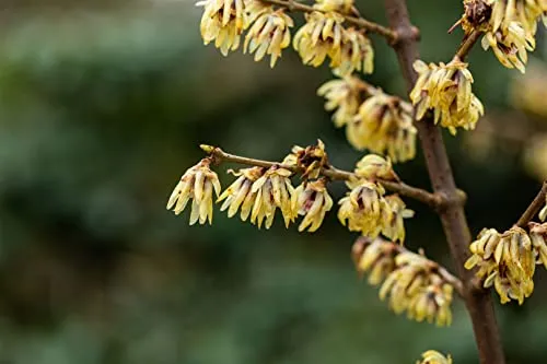 Chimonanthus praecox 60–80 cm – Winterhart, Mehrjährig, Pflegeleicht – Chinesische Winterblüte – Zierstrauch für Garten & Kübel