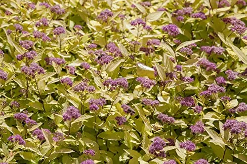 Spiraea japonica 'Golden Princess' 15–20 cm – Winterhart, Mehrjährig, Pflegeleicht – Japanische Spiere – Zierstrauch für Beet & Garten