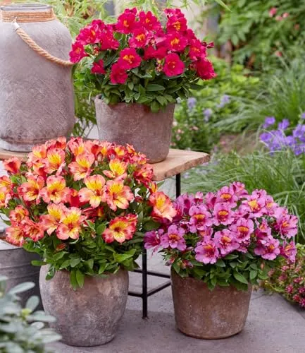 BALDUR Garten Winterharte Alstromeria-Kollektion 'Incalys®' – 3 Pflanzen im 12 cm XL Topf - Neuzüchtung mit blühendem Blickfang von Mai bis Oktober, ideal für Sonne bis Halbschatten, pflegeleicht und winterhart bis -8°C.