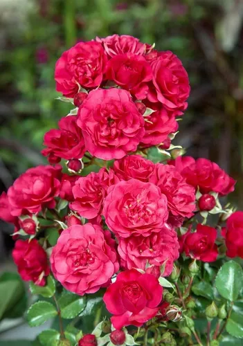 Pflanzen für Dich Rose Rosa Gärtnerfreude - Wunderschöne Rose in Rosa, ideal für jeden Garten. Bringt Farbe und Freude in Ihr Zuhause und sorgt für ein blühendes Ambiente.