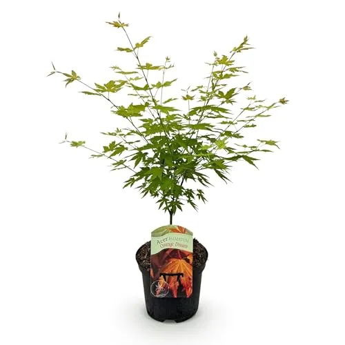 GreenboutiQ - Balkonpflanze - Japanischer Ahorn - Acer palmatum Orange Dream - Orange - 1 Pflanze - Laubabwerfend - Topf 19cm Höhe 70cm
