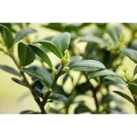 Ilex crenata 'Dark Green' -R- 40-50 cm