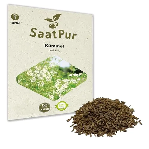 SaatPur Kümmel Samen, Saatgut für ca. 100 Pflanzen