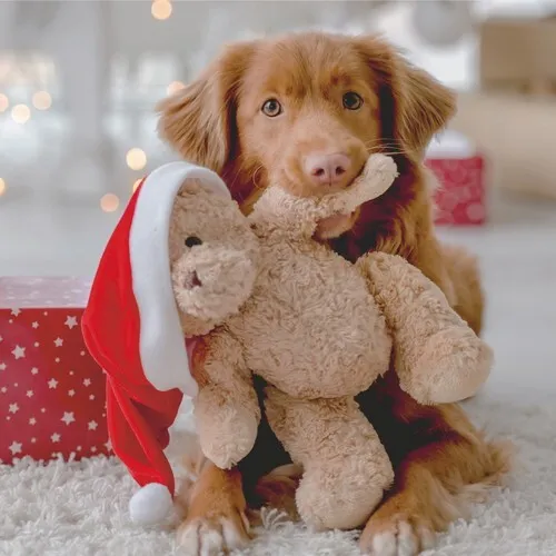 Servietten Woof Hund Weihnachtsteddy Tiere Bescherung Zipfelmütze 33x33cm 20