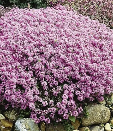BALDUR Garten Bodendecker Langhaariger Gebirgs-Thymian, 9 St., winterhart und pflegeleicht - Der langhaarige Gebirgs-Thymian ist ein idealer Bodendecker für Steingärten. Mit zierlichen Blüten und einem kompakten Wuchs schafft er grüne Teppiche und benötigt wenig Pflege. Perfekt für sonnige Standorte, einfach zu pflanzen!
