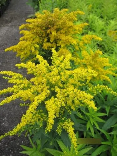 Solidago caesia Goldkind von Baumschule