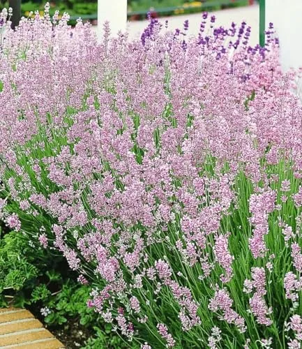 BALDUR Garten 6x Duft-Lavendel 'Rosa' echter Lavendel, Pflanzen im 9x9 cm-Topf, Lavandula angustifolia, winterharte Staude, trockenresistent, mehrjährig & pflegeleicht, bienenfreundlich