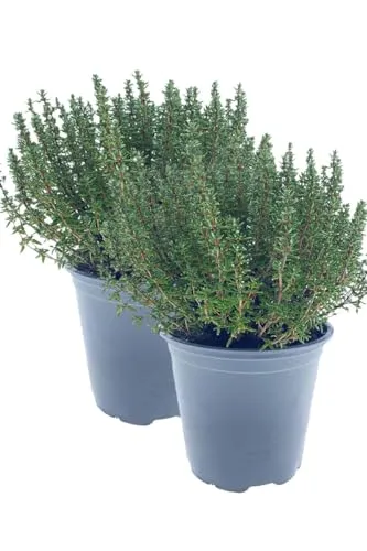 2er Set Italienischer XXL Thymian im 15cm Topf