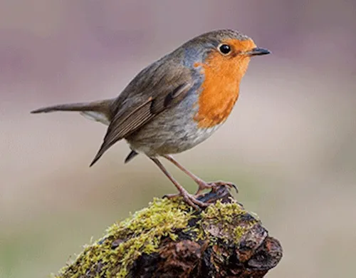 3D Magnet Rotkehlchen für Kühlschrank Tafel Whiteboard Haftmagnet