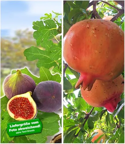 BALDUR-Garten Bäume von BALDUR-Garten