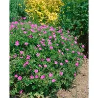 Geranium X Oxonianum Rosenlicht Storchschnabel Ca. 9x9 cm Topf