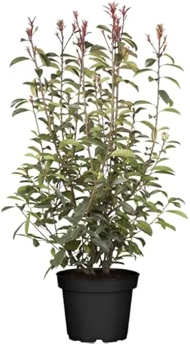 Produktbild Photinia fraseri 'Little Red Robin'