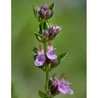 Produktbild Echter Gamander Wildform - Teucrium chamaedrys