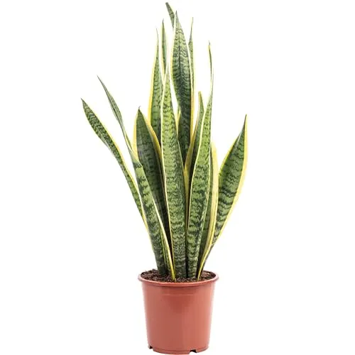 Bogenhanf - pflegeleichte Zimmerpflanze, Sansevieria trifasciata Laurentii - Zimmerblumen mit klimaverbessernder Wirkung, ideal für Wohnbereich und Büro. Pflegeleicht, benötigt wenig Wasser und wächst bis zu 45 cm hoch.