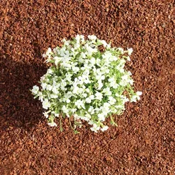 Mulch von Terra Discount