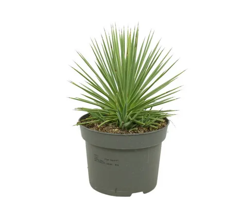 Exotenherz Kaktus Agave striata var. nana von Exotenherz