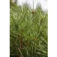 Pinus Densiflora Jane Kluis – Japanische Rotkiefer 25–30 cm