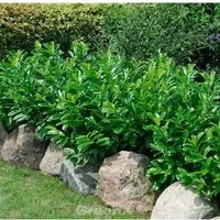 Produktbild Kaukasische Lorbeerkirsche 60-80cm - Prunus,aurocerasus