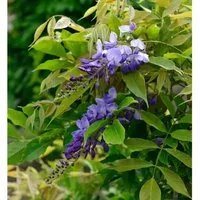 blauregen wachstum pro jahr Chinesische Blauregen 'Prolific' - Wisteria sinensis Prolific main image 1