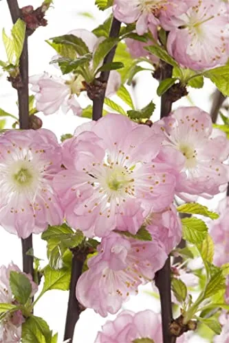 Prunus triloba CAC - Mandelbäumchen mit rosa Blüten - Obstsamen & -pflanzen, pflegeleicht und winterhart bis -20 °C, ideal für Ziergärten mit zartrosa Blüten im Frühling, perfekt für Gartenanfänger.