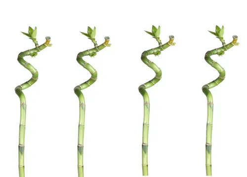 Lucky Bamboo 50cm - 4er Set Spiral Bambus - Pflegeleichter Glücksbambus im 4er Set, ideal für ein positives Raumklima. Mit einer Höhe von 50 cm bringt er frisches Grün in Ihr Zuhause. Benötigt lediglich Wasser und sorgt für eine langlebige Verschönerung.