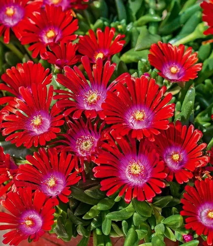 BALDUR Garten 10x Winterharte Eisblume Sundella Red® - Schöne winterharte Staude im 9x9 cm Topf, pflegeleicht und trockenresistent. Ideal für sonnige bis halbschattige Standorte. Bienenfreundlich und mehrjährig.
