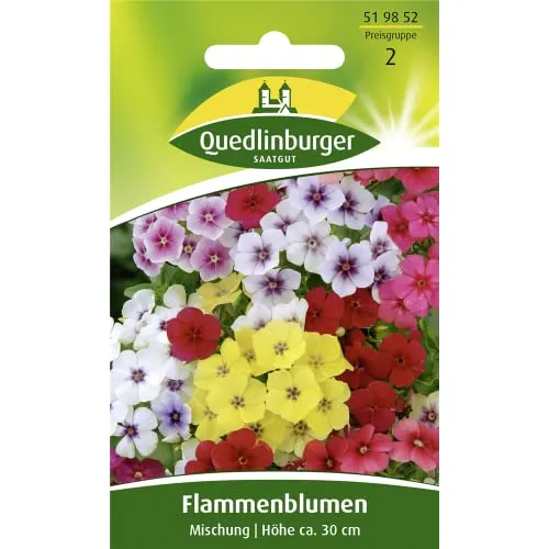 Flammenblume, Phlox Mischung