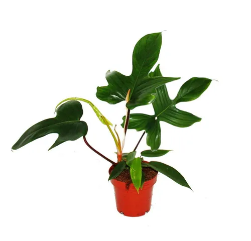 Exotenherz Pflanzen von Exotenherz