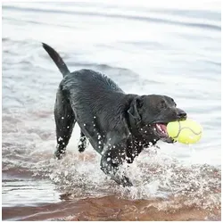 Hundespielzeug AirDog Squeaker Football Medium 12.5cm von Kong