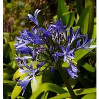 Produktbild Liebesblume Schmucklilie Midnight Dream