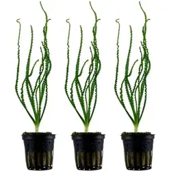 Crinum Calamistratum Wasserpflanze Set – 3 Stück in schwarz von AQUARISTIKWELT24