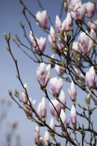 Magnolia soulangiana 'Heaven Scent' - Duftende Tulpenmagnolie mit rosa Blüten - Baumsamen & -pflanzen: Pflegeleichte Tulpenmagnolie mit duftenden rosa Blüten, ideal für Gärten, zieht Bienen und Schmetterlinge an.