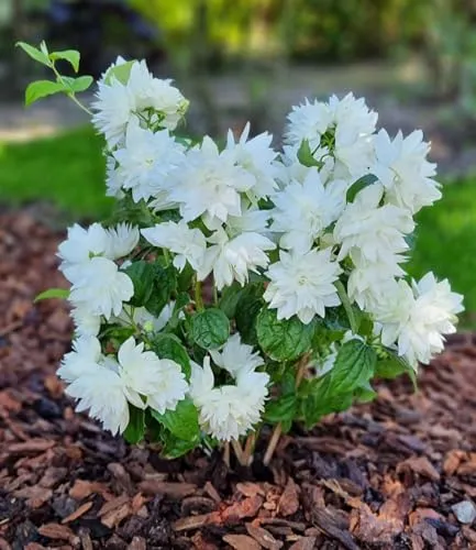 BALDUR Garten Duftender Gartenjasmin 'Pearls of Perfume®',1 Pflanze, dekorative, gefüllte Blüten, betörender, süßer Duft, winterhart & pflegeleicht, mehrjährig, ideal für Beet & Kübel