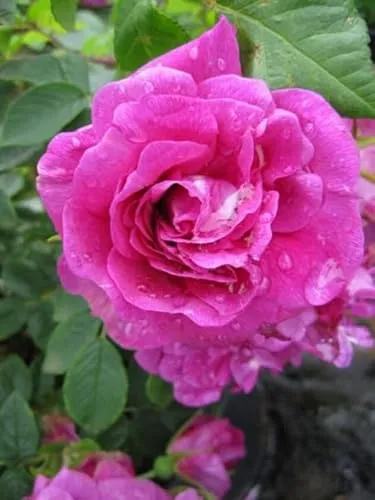 Parkrose Hansa® von Baumschule