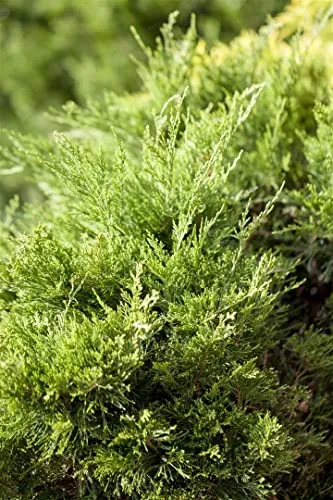 Juniperus x pfitzeriana 'Mint Julep' 20-30 cm – Immergrün, Winterhart, Pflegeleicht – Wacholder – Heckenpflanze für Garten & Sichtschutz