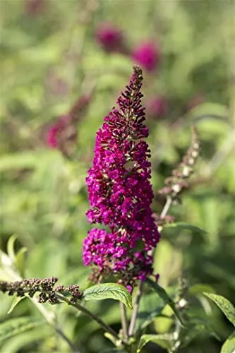 Buddleja davidii 'Nanho Purple' 40-60 cm – Winterhart, Mehrjährig, Pflegeleicht – Schmetterlingsflieder – Zierstrauch für Garten & Beet