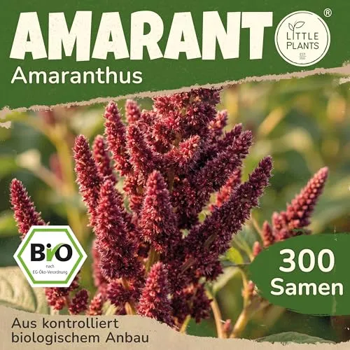 Little Plants Amarant Samen für Blumengarten von Little Plants